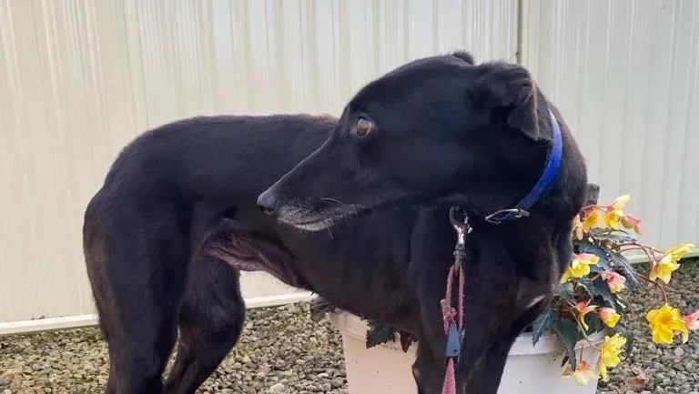 Danu adozione levrieri greyhound 6 e1699720495140