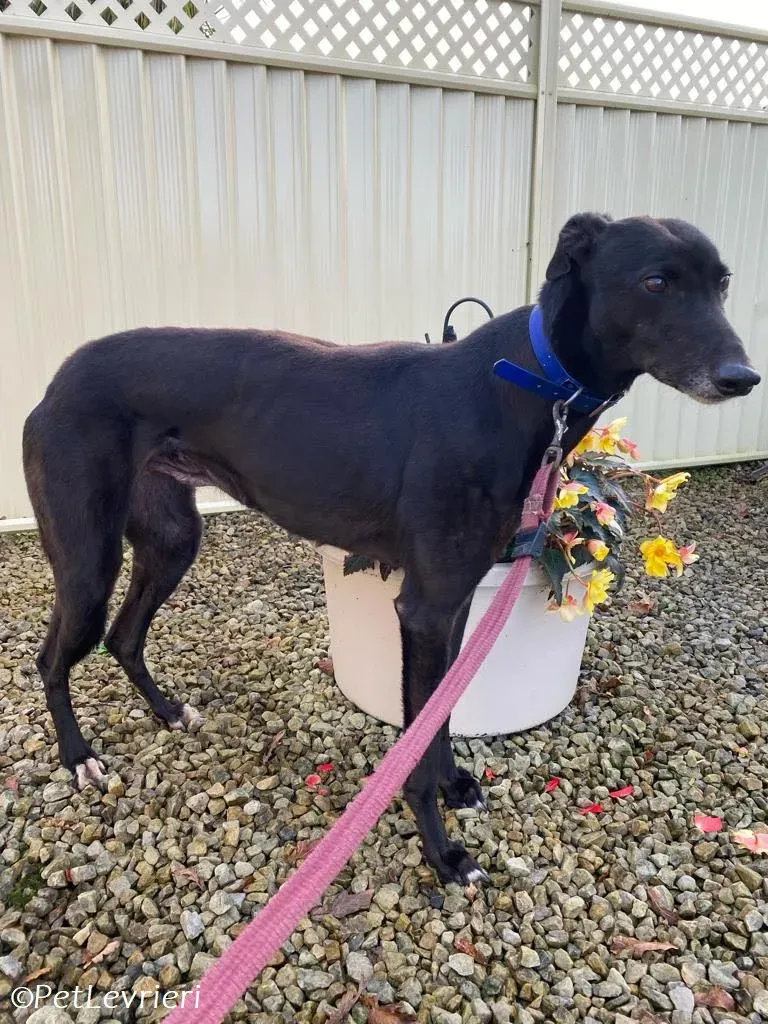 Danu adozione levrieri greyhound 8