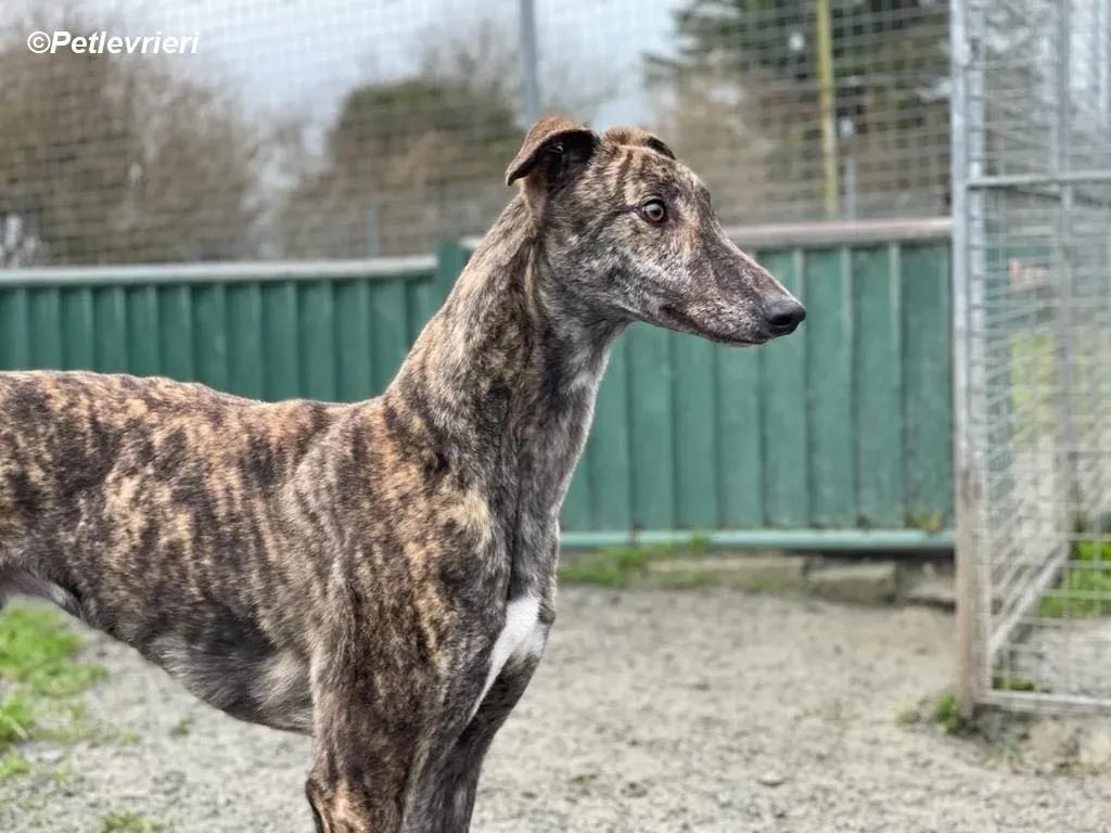 Darren adozione levrieri greyhound 1