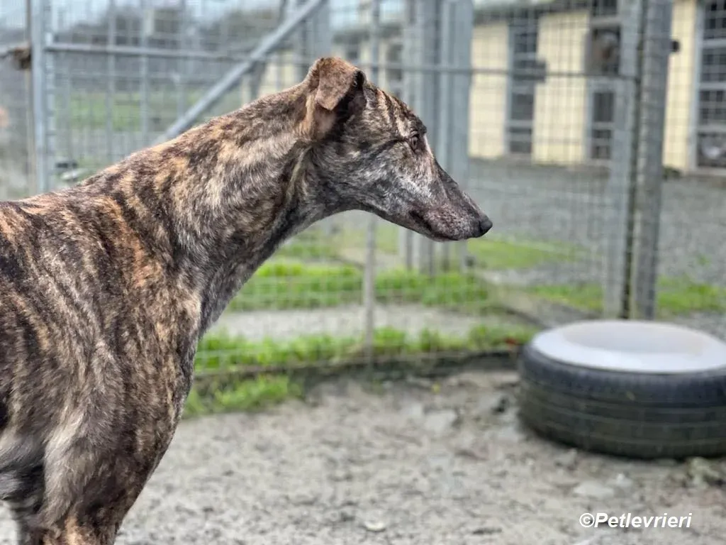 Darren adozione levrieri greyhound 2