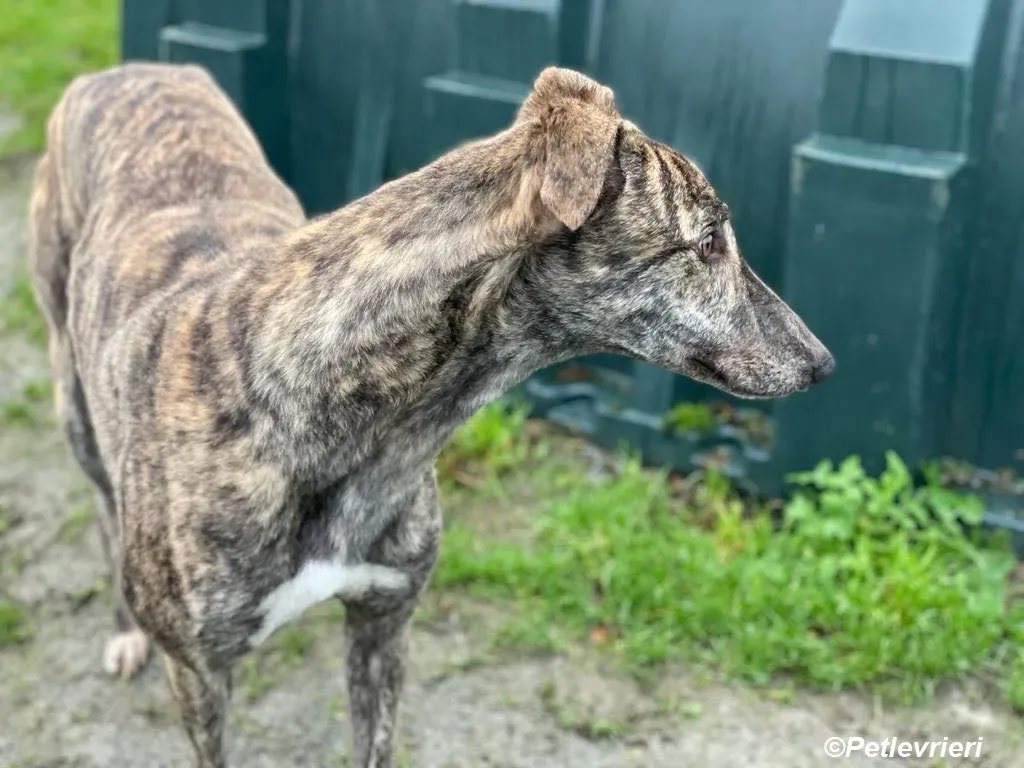Darren adozione levrieri greyhound 3