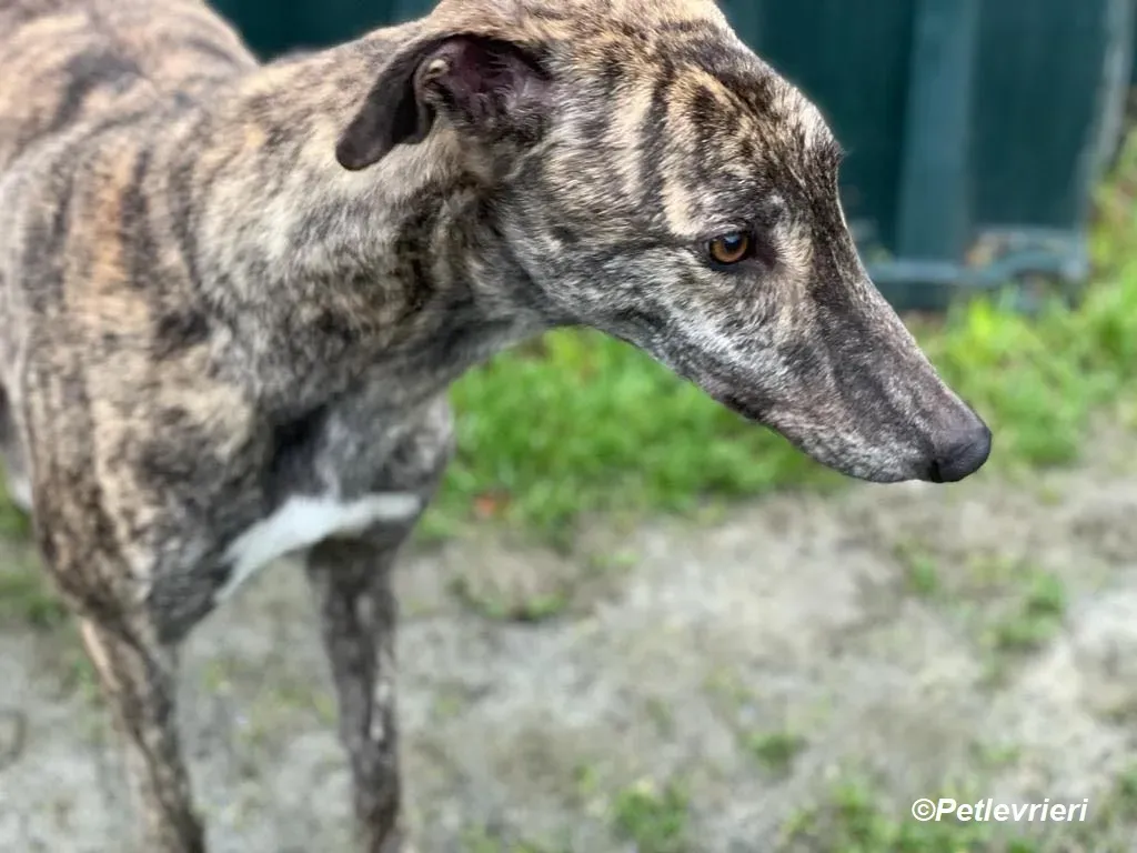 Darren adozione levrieri greyhound 4