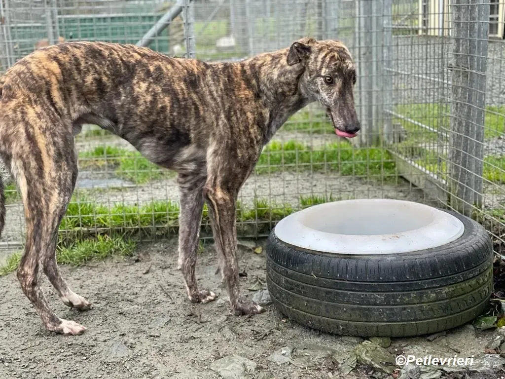 Darren adozione levrieri greyhound 5