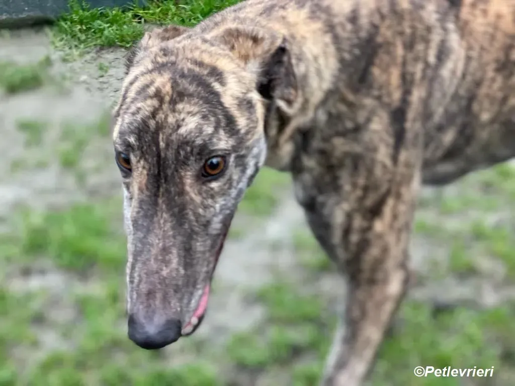 Darren adozione levrieri greyhound 6