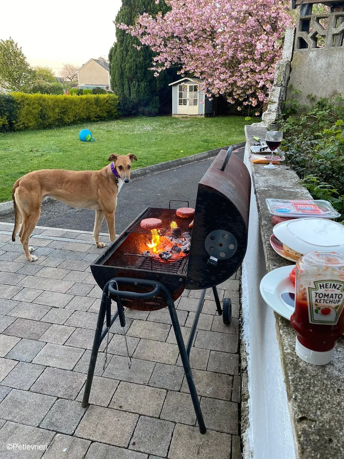 Dave adozione levrieri greyhound 1 2