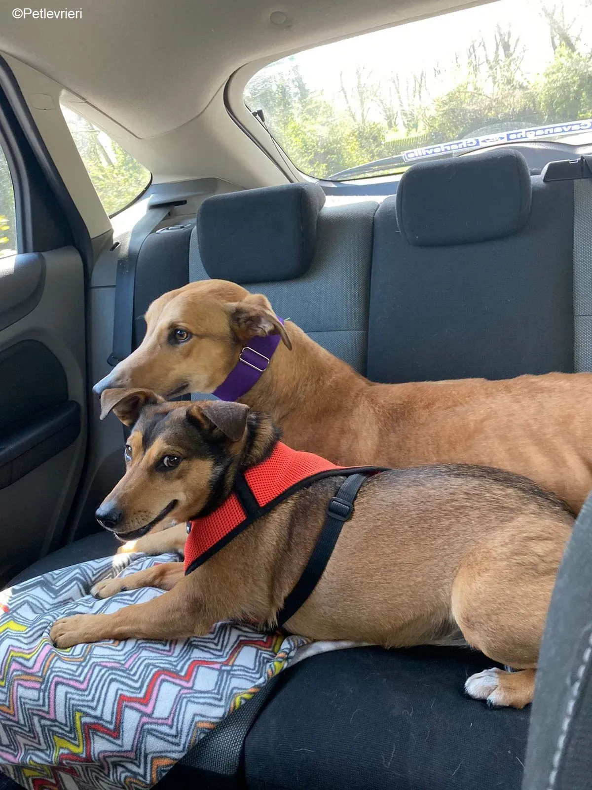 Dave adozione levrieri greyhound 2 3