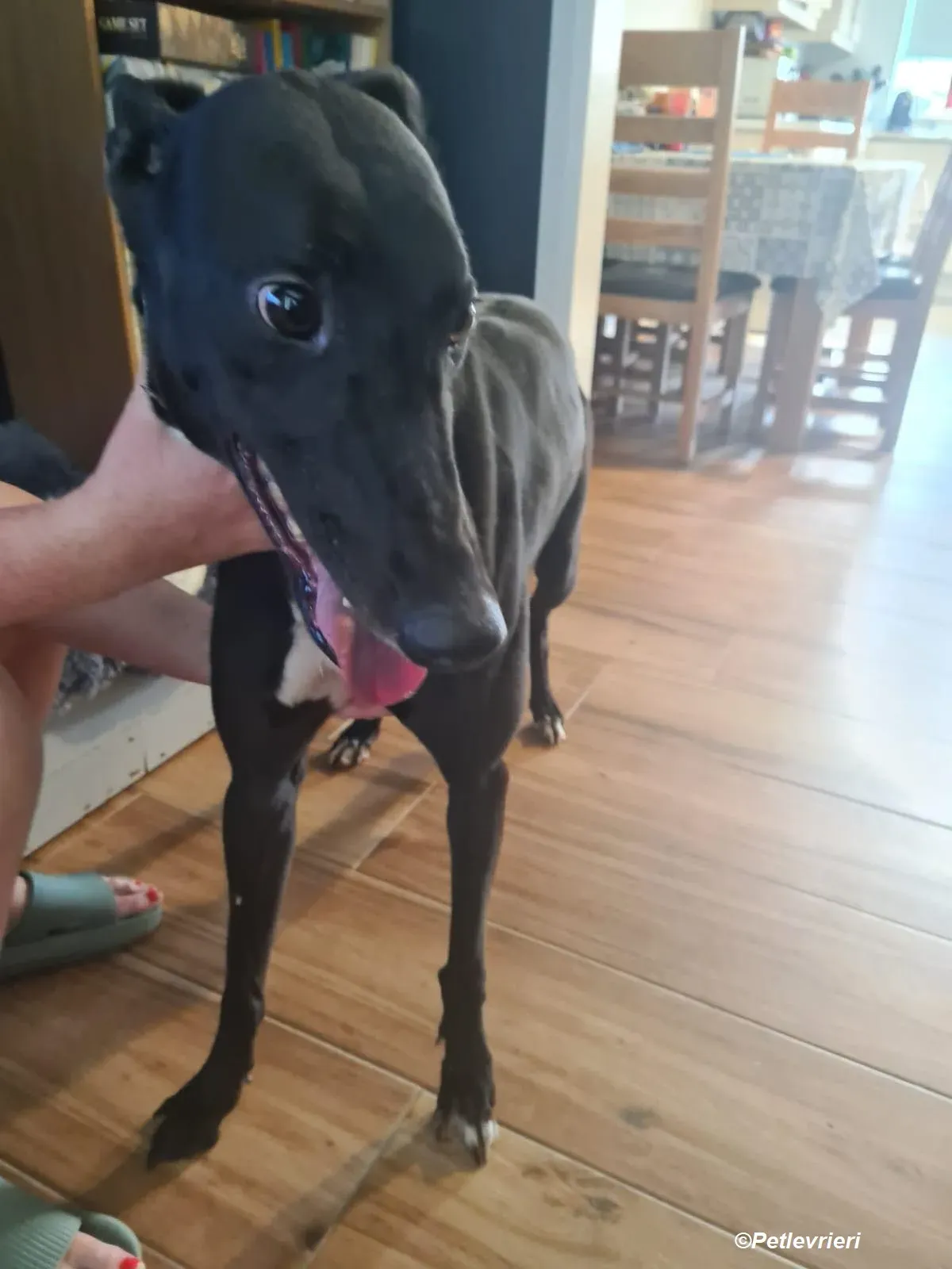 Dave adozione levrieri greyhound 2