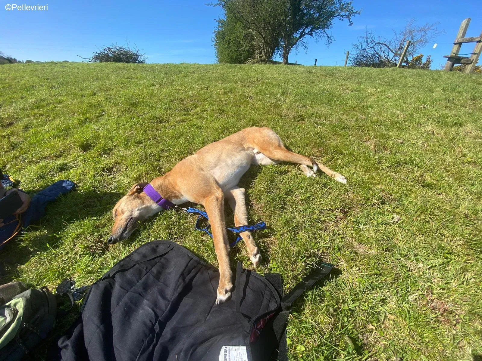 Dave adozione levrieri greyhound 3 1