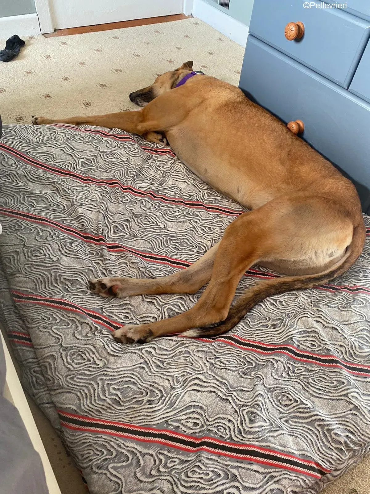 Dave adozione levrieri greyhound 4 1