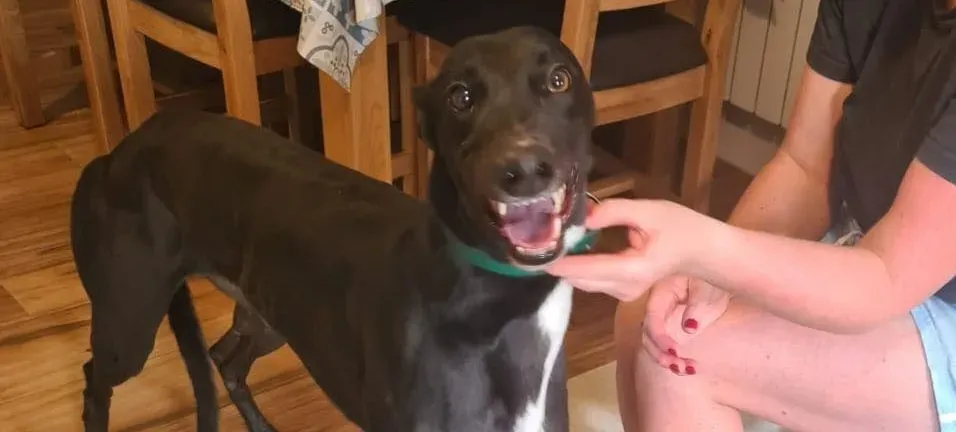 Dave adozione levrieri greyhound 4 e1667576886180