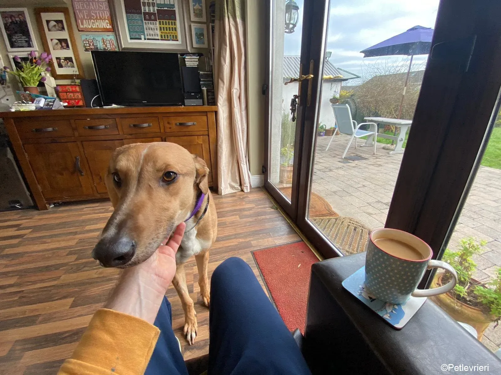 Dave adozione levrieri greyhound 4