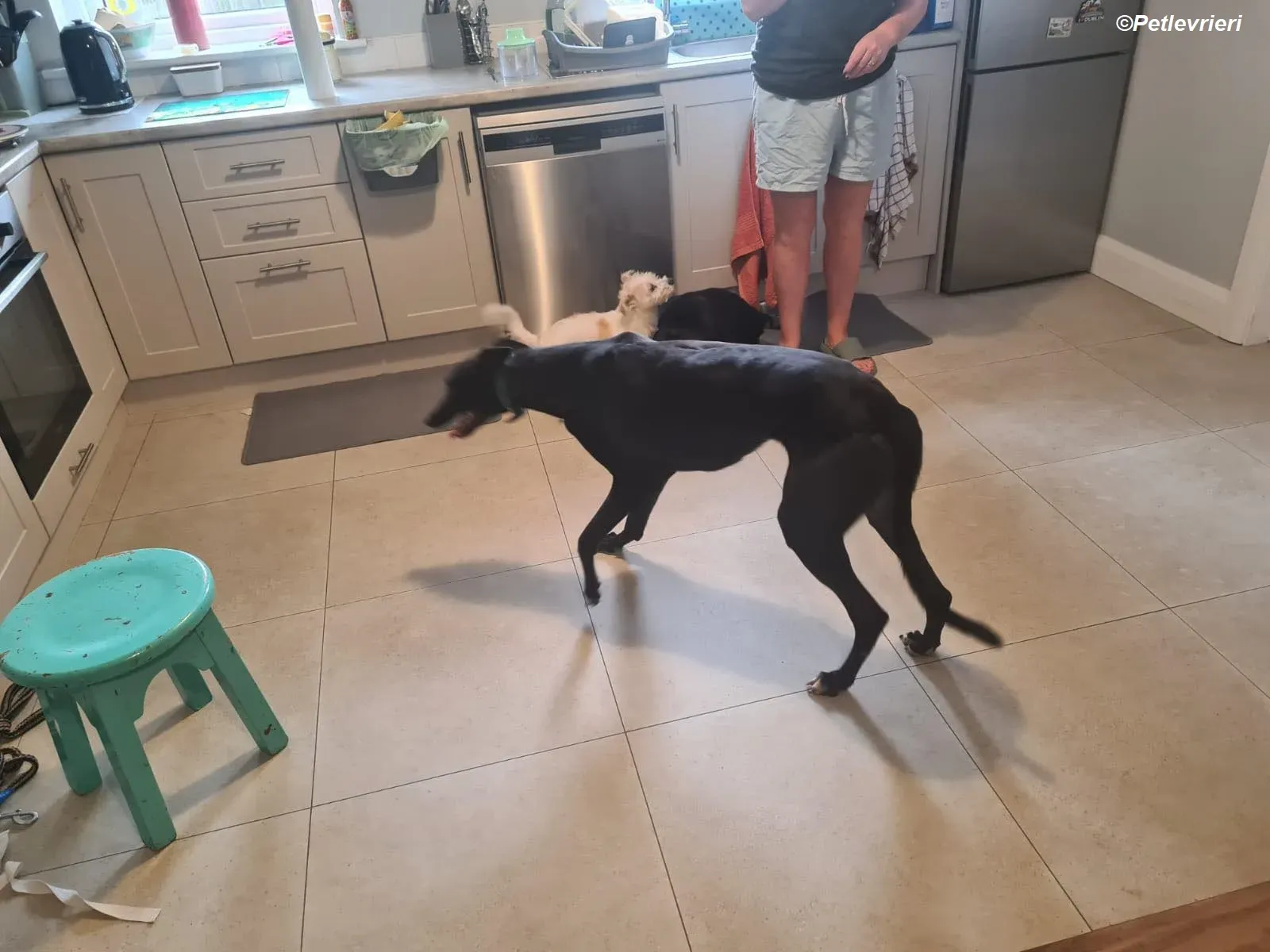 Dave adozione levrieri greyhound 1