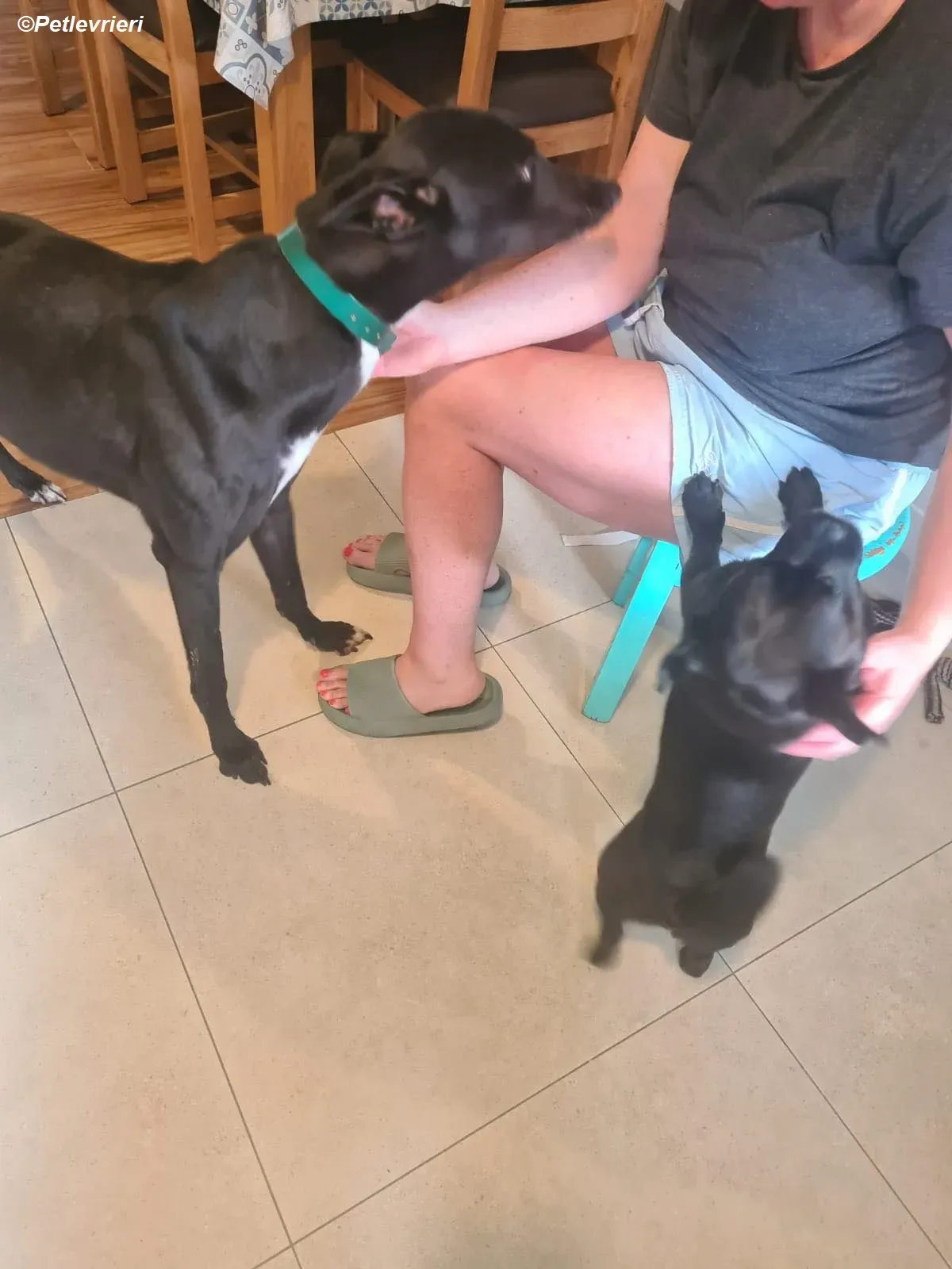 Dave adozione levrieri greyhound 3