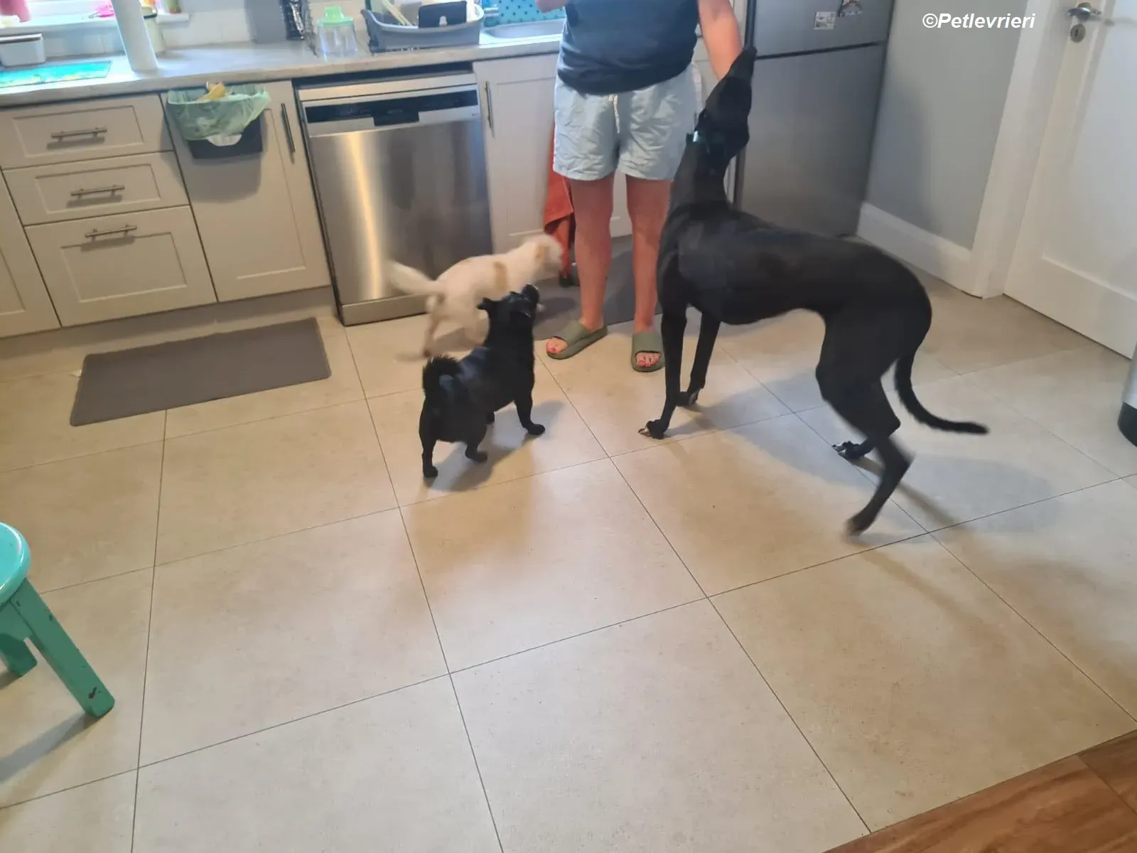 Dave adozione levrieri greyhound 5