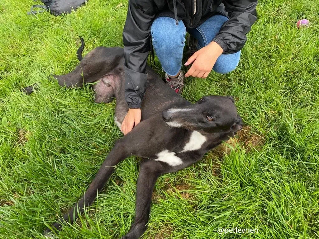 Davis adozione greyhound 1