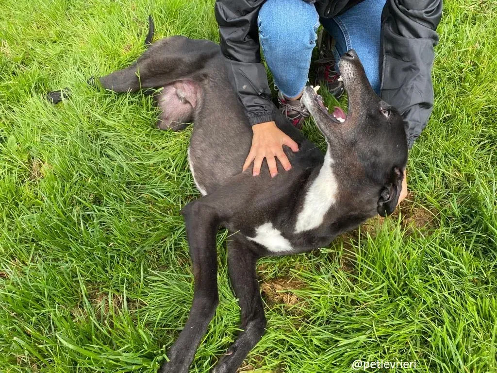 Davis adozione greyhound 3