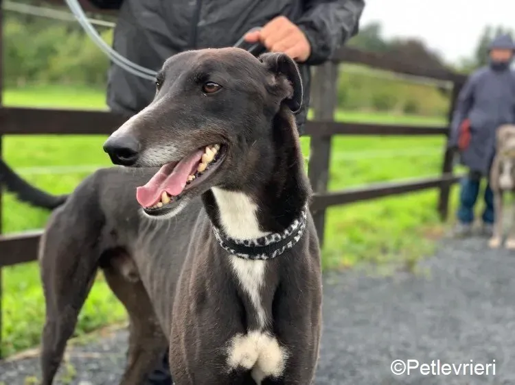 Davis adozione levrieri greyhound 1