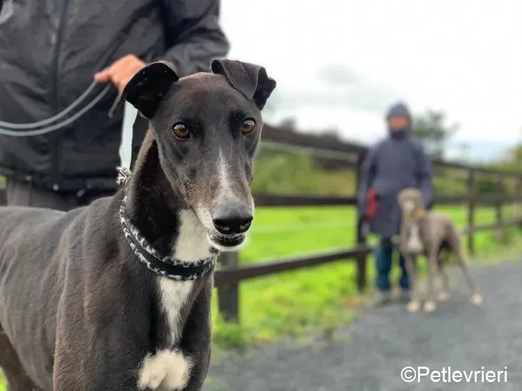 Davis adozione levrieri greyhound 2