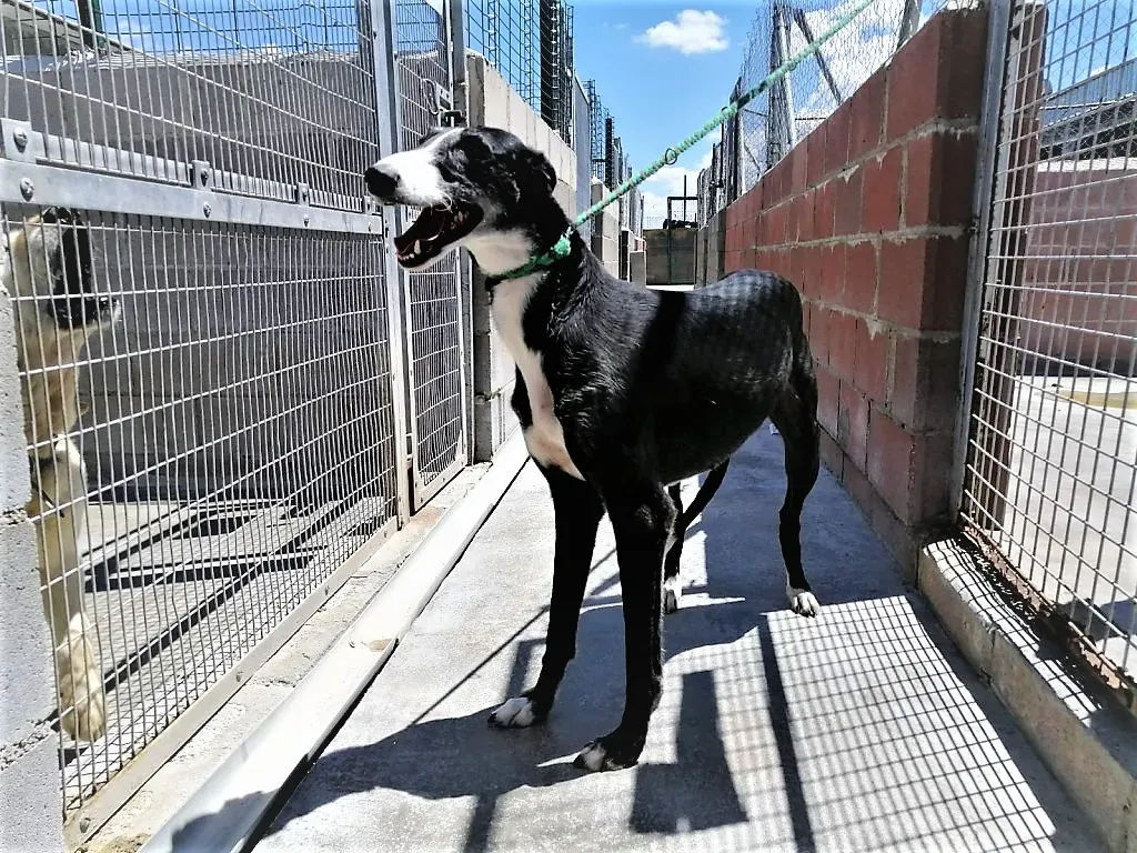 Dea pet levrieri adozione galgo 01