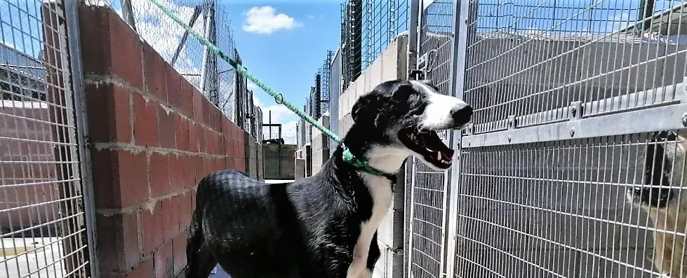 Dea pet levrieri adozione galgo 02