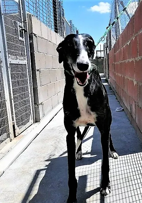 Dea pet levrieri adozione galgo 03