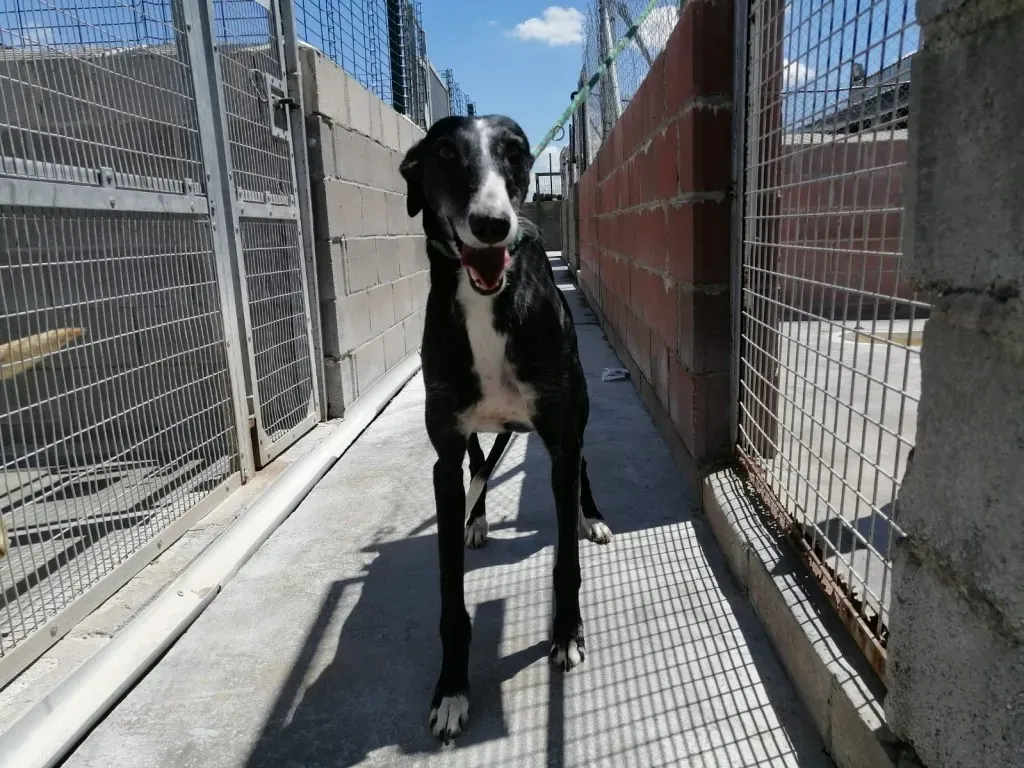 Dea pet levrieri adozione galgo 04