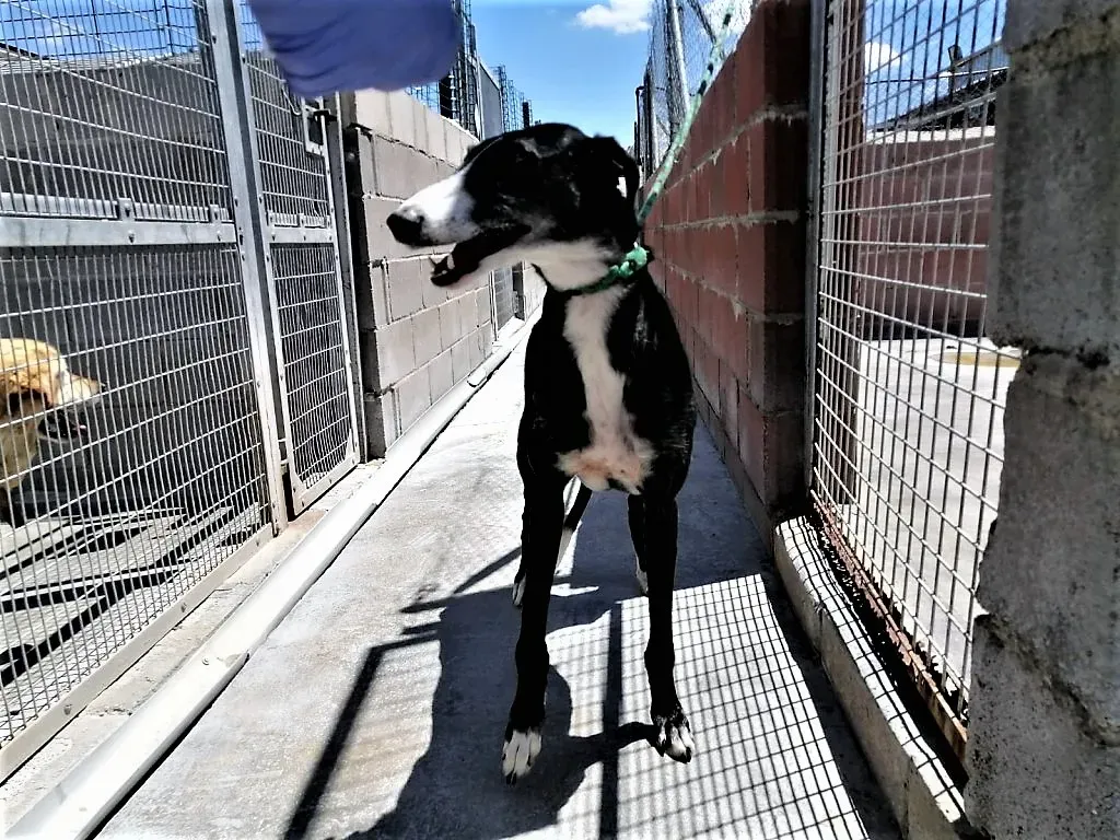 Dea pet levrieri adozione galgo 05