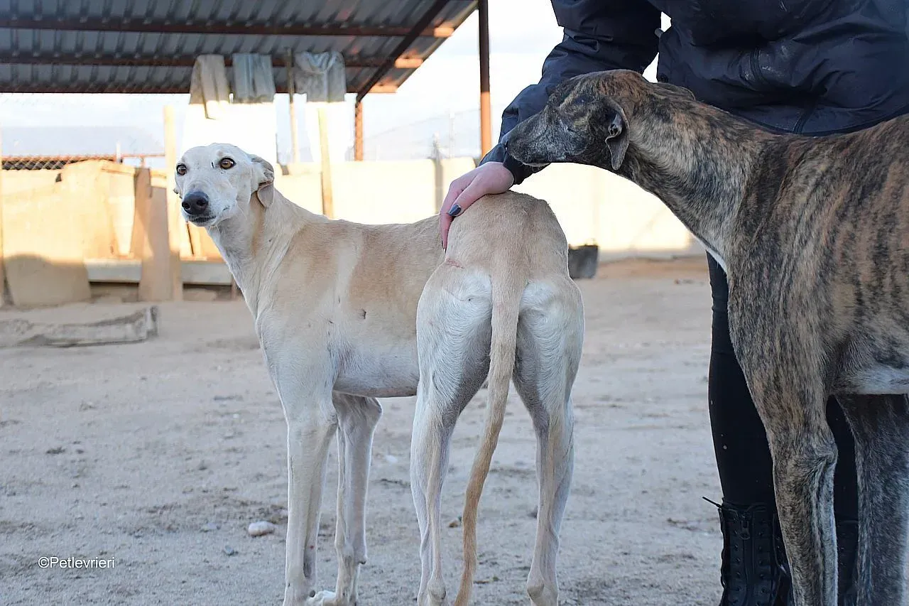 Dean chip 71560 adozione levrieri galgo 01