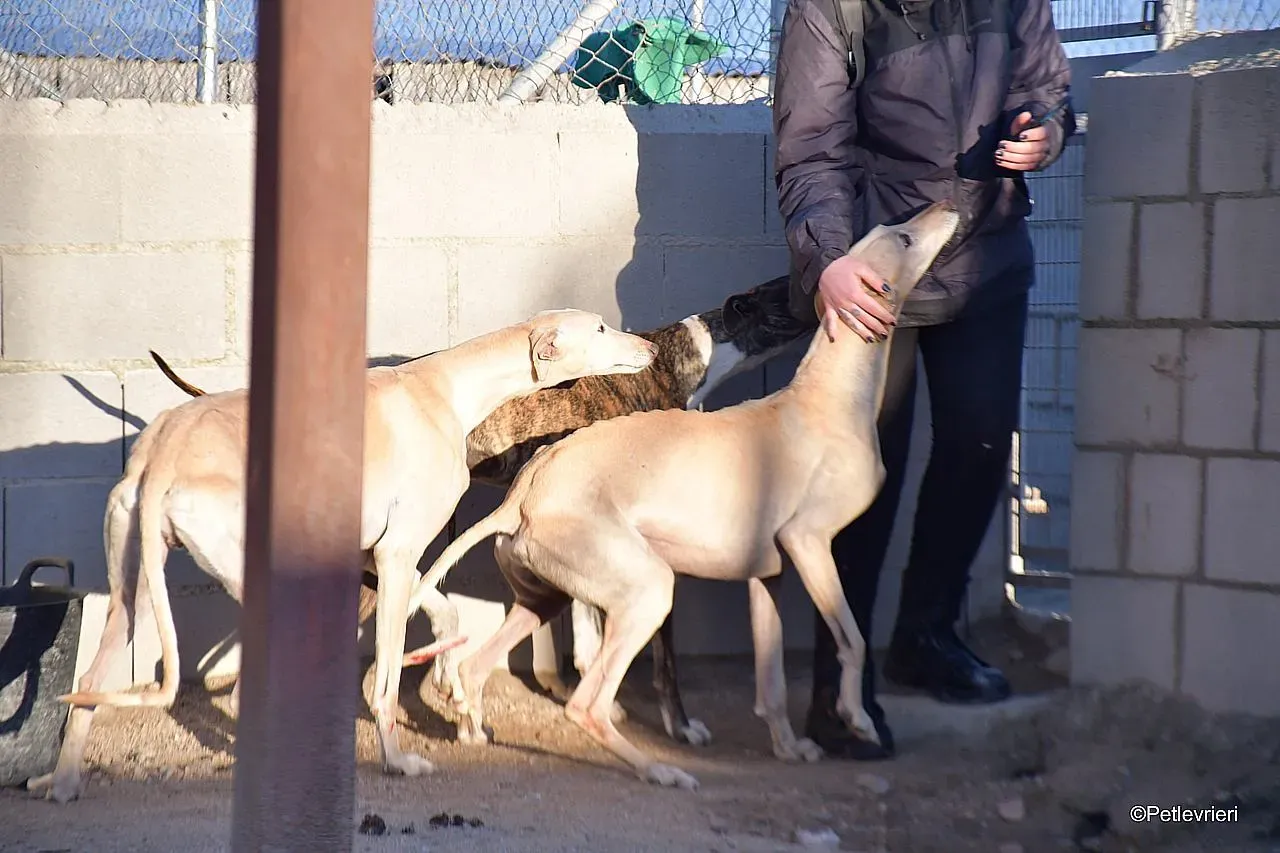 Dean chip 71560 adozione levrieri galgo 010