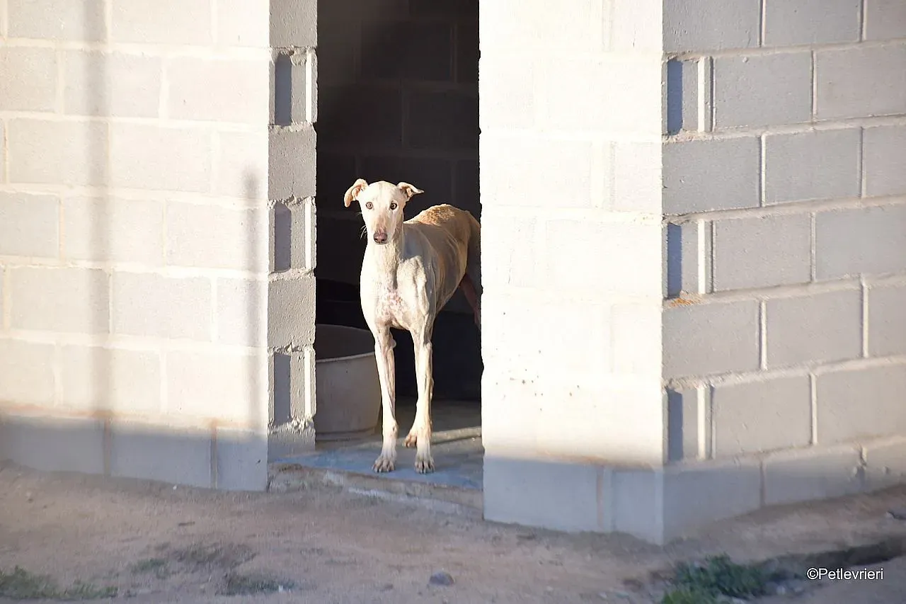 Dean chip 71560 adozione levrieri galgo 011