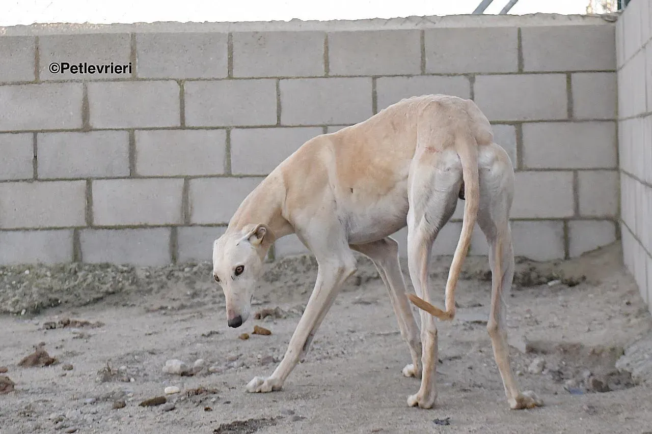 Dean chip 71560 adozione levrieri galgo 02