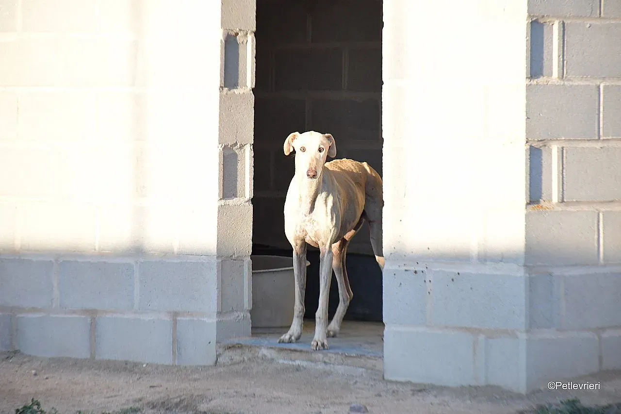 Dean chip 71560 adozione levrieri galgo 03