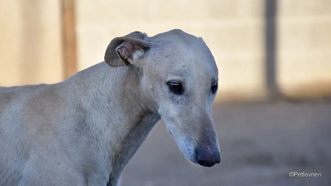 Dean chip 71560 adozione levrieri galgo 05