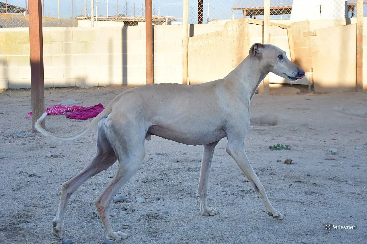 Dean chip 71560 adozione levrieri galgo 06