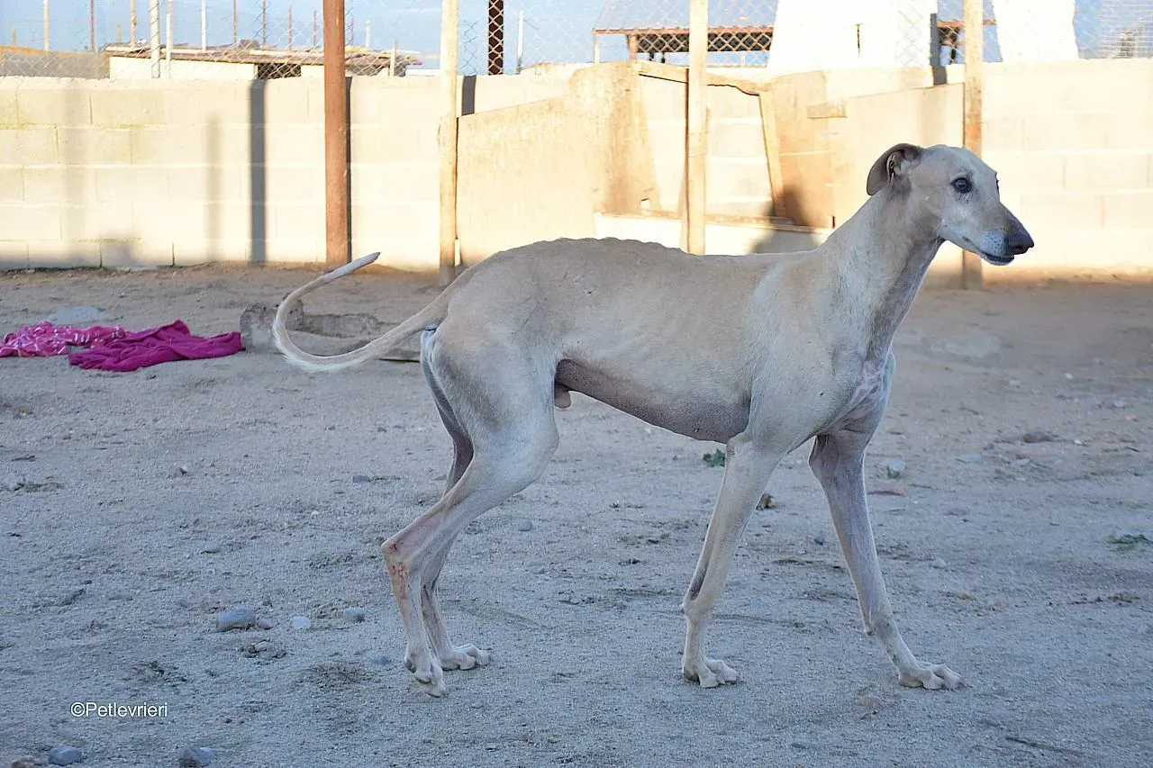 Dean chip 71560 adozione levrieri galgo 07