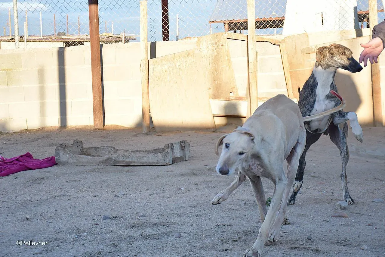 Dean chip 71560 adozione levrieri galgo 08