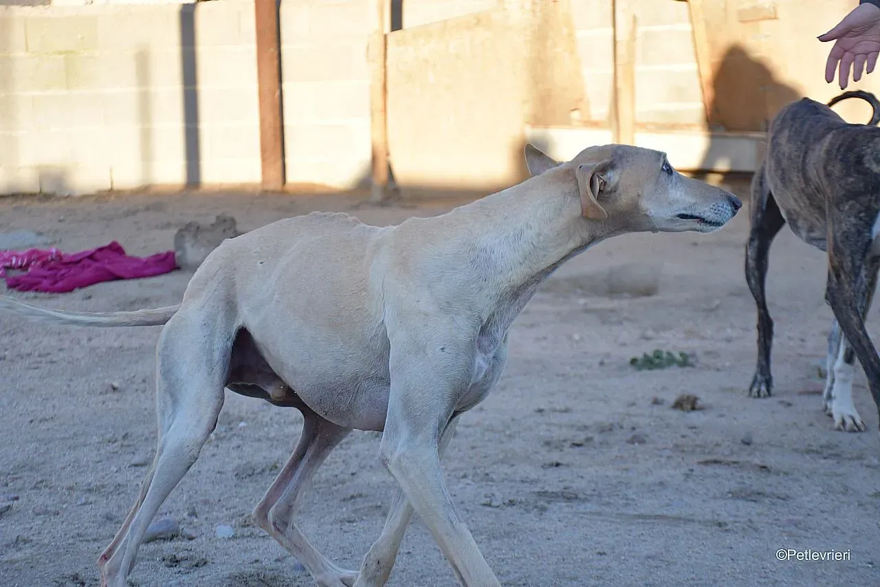 Dean chip 71560 adozione levrieri galgo 09