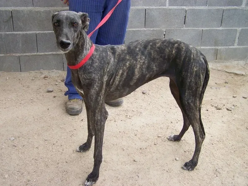 Debra a scooby 1 rid