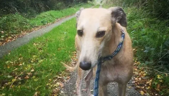 Deirdre adozione levrieri greyhound 1 e1666169557749