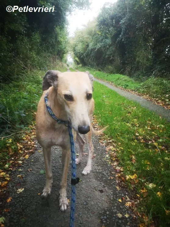 Deirdre adozione levrieri greyhound 1