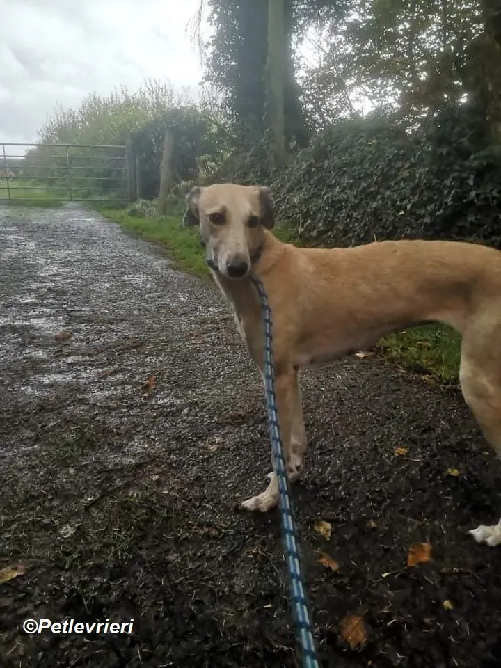 Deirdre adozione levrieri greyhound 10