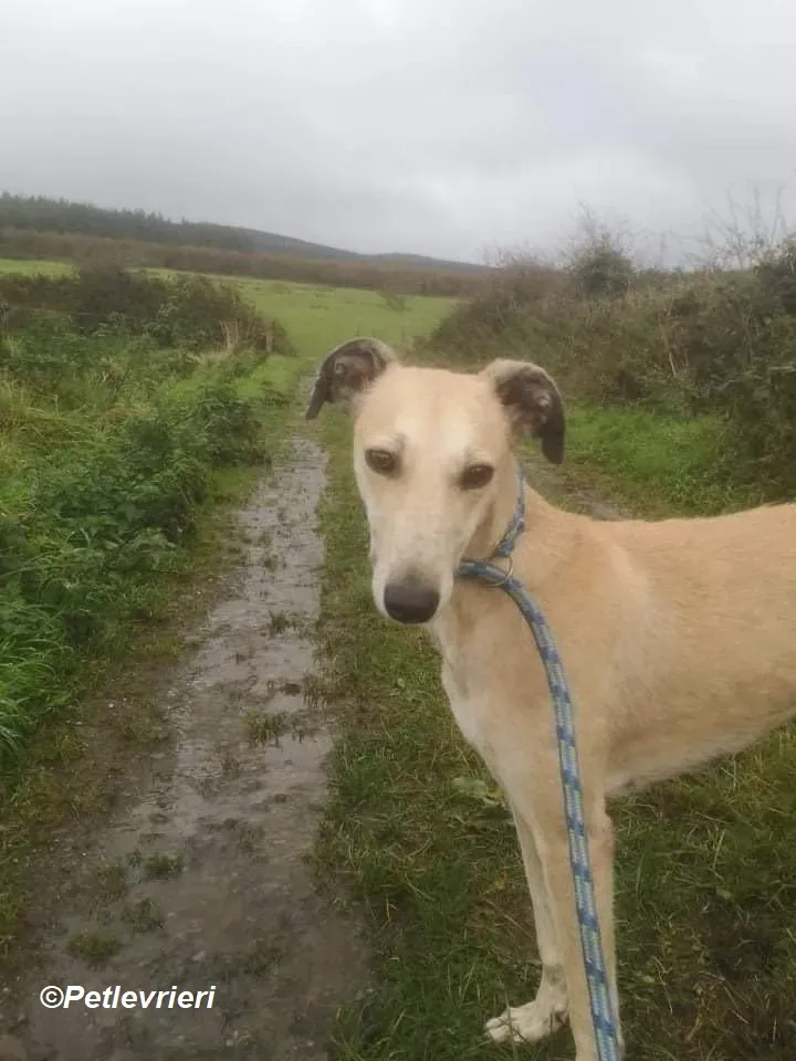 Deirdre adozione levrieri greyhound 14