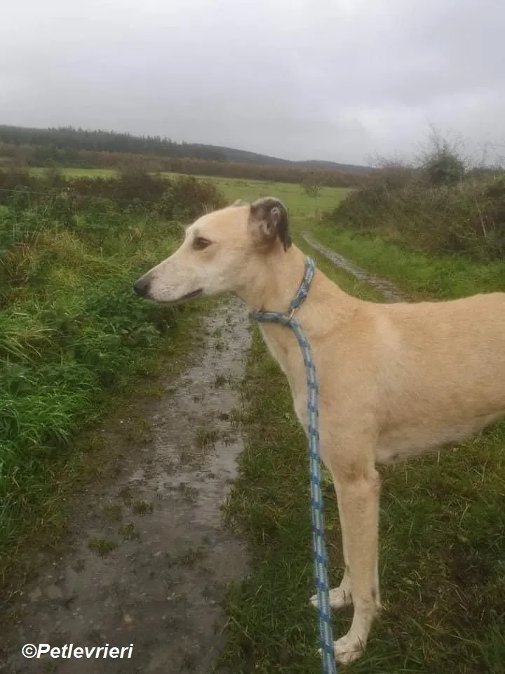 Deirdre adozione levrieri greyhound 15