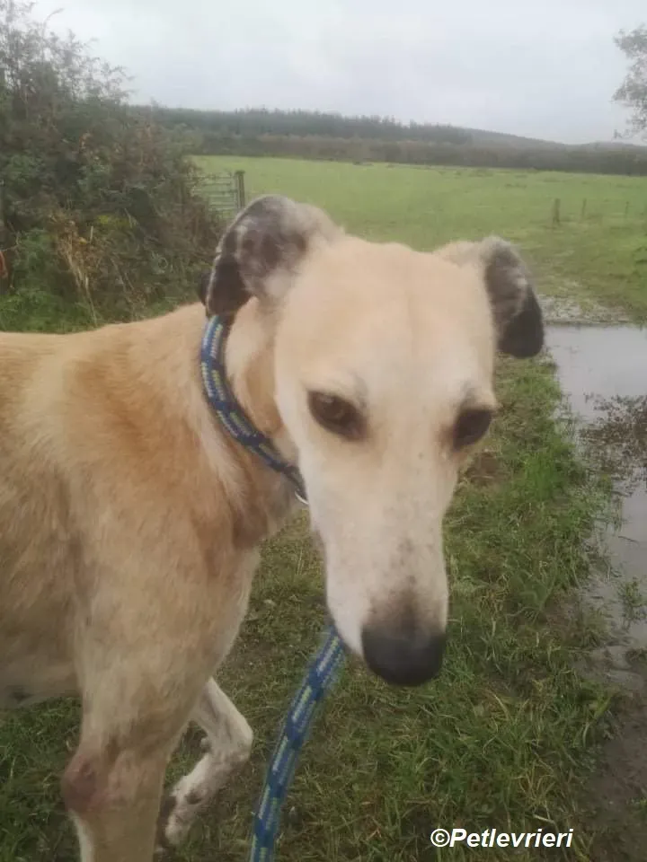 Deirdre adozione levrieri greyhound 16