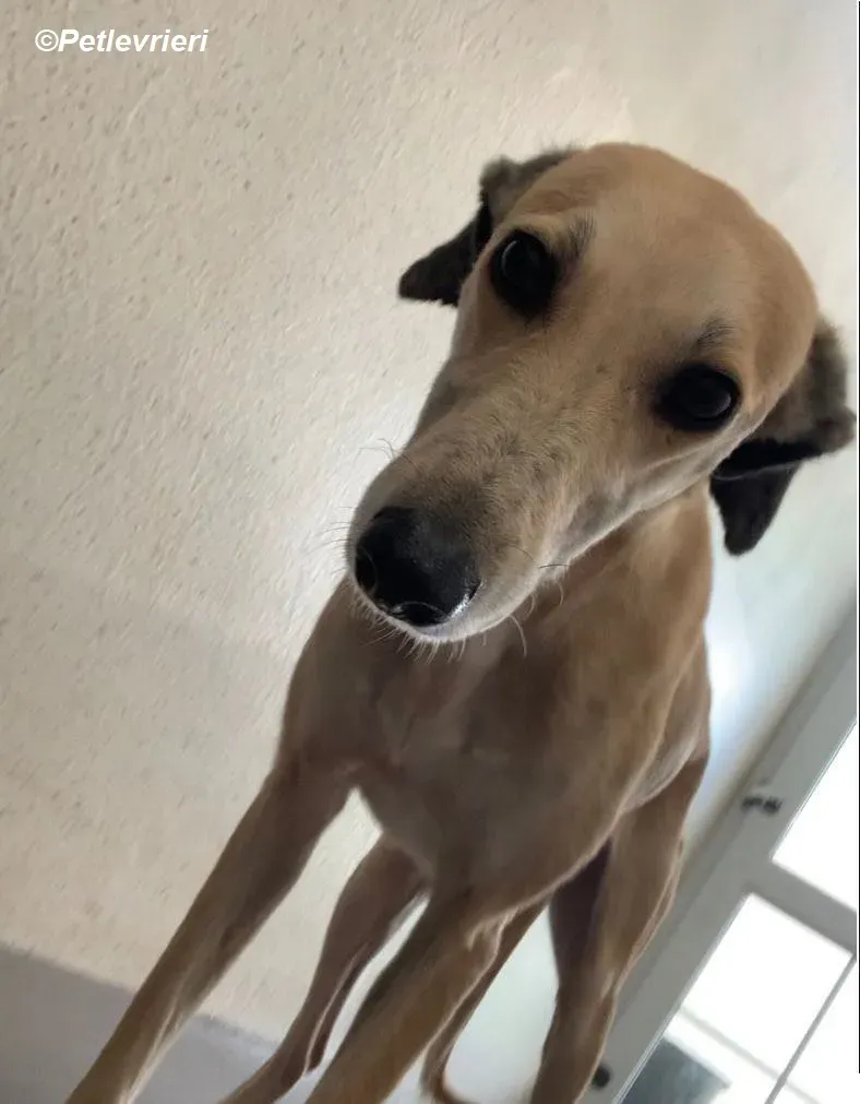 Deirdre adozione levrieri greyhound 19