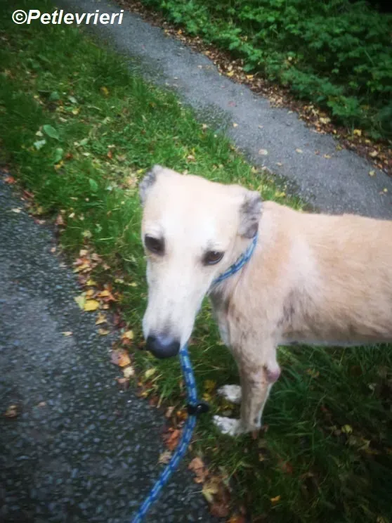Deirdre adozione levrieri greyhound 2