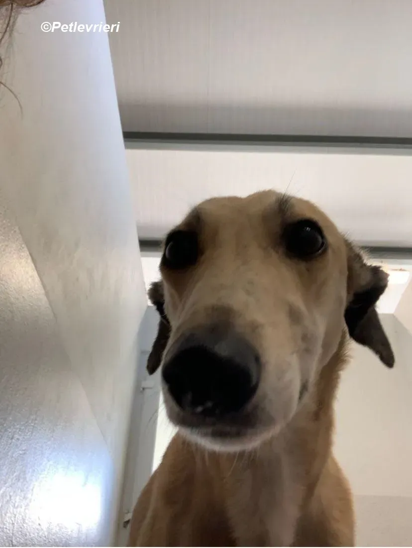 Deirdre adozione levrieri greyhound 20