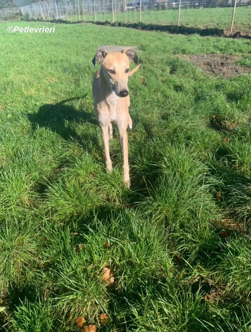 Deirdre adozione levrieri greyhound 21