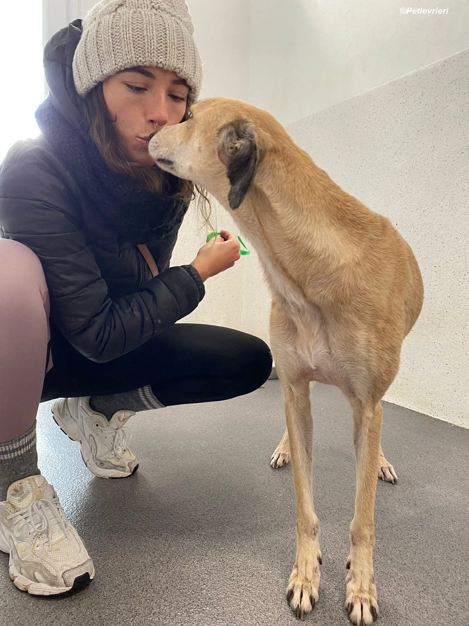 Deirdre adozione levrieri greyhound 22