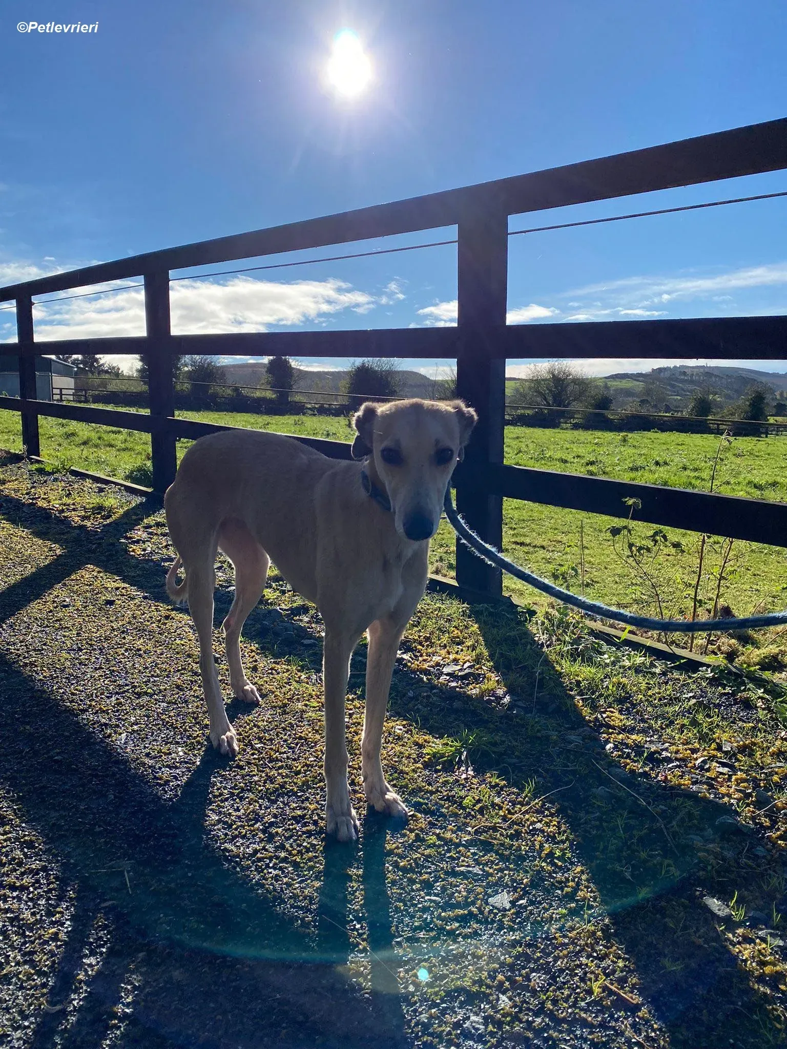 Deirdre adozione levrieri greyhound 23